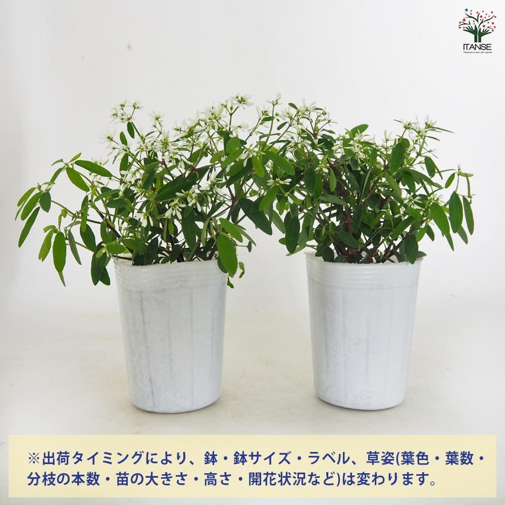 ユーフォルビア ダイヤモンドスター 【花苗 3号】｜ 【植物の