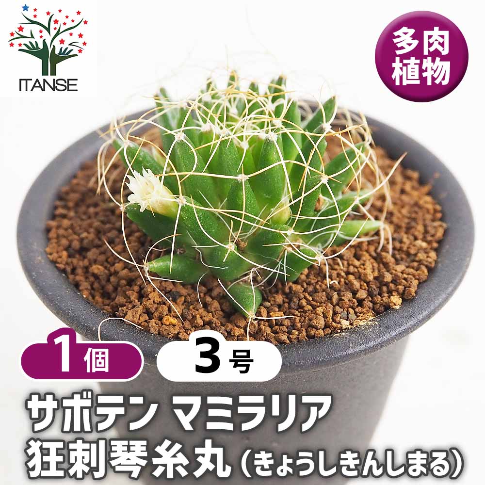 サボテン マミラリア 狂刺琴糸丸(きょうしきんしまる) 【多肉植物 3号