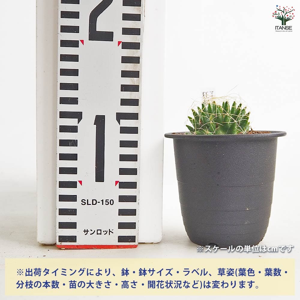 サボテン マミラリア 狂刺琴糸丸(きょうしきんしまる) 【多肉植物 3号／1個売り】
