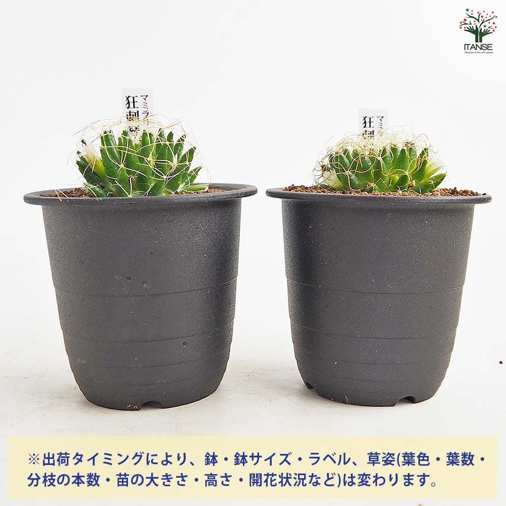 サボテン マミラリア 狂刺琴糸丸(きょうしきんしまる) 【多肉植物 3号／1個売り】