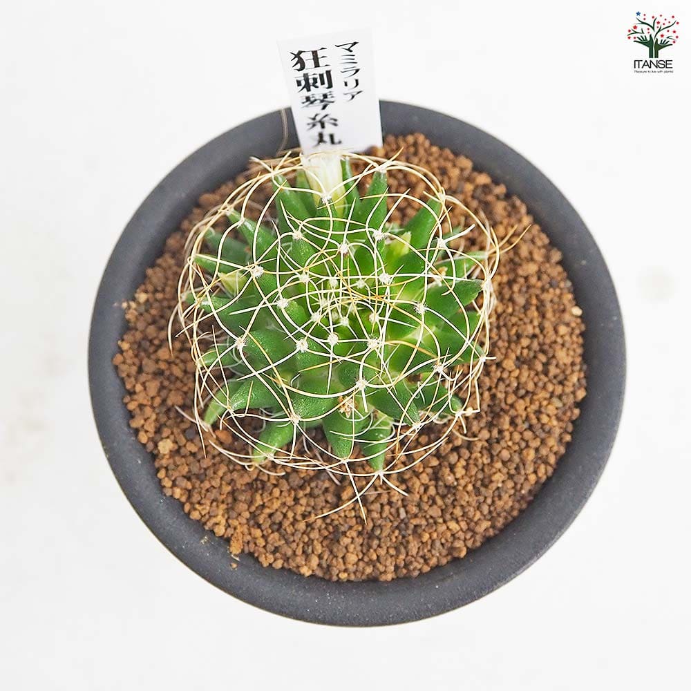 サボテン マミラリア 狂刺琴糸丸(きょうしきんしまる) 【多肉植物 3号／1個売り】