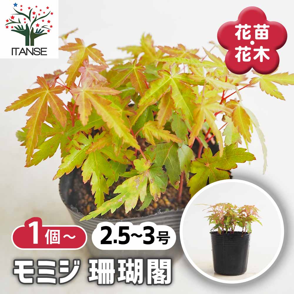 モミジ(カエデ)の苗木 珊瑚閣 【花木苗 2.5号】｜ 【植物の