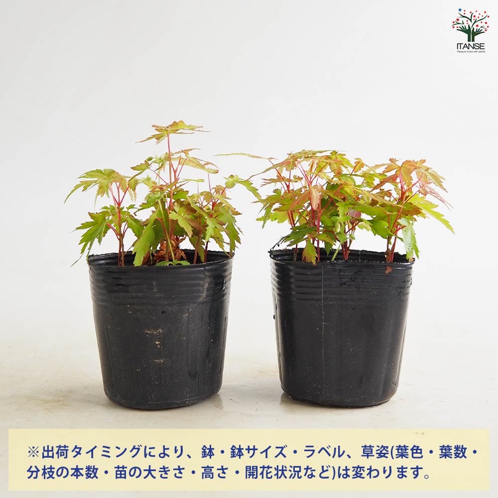 モミジ(カエデ)の苗木 珊瑚閣 【花木苗 2.5号】｜ 【植物の