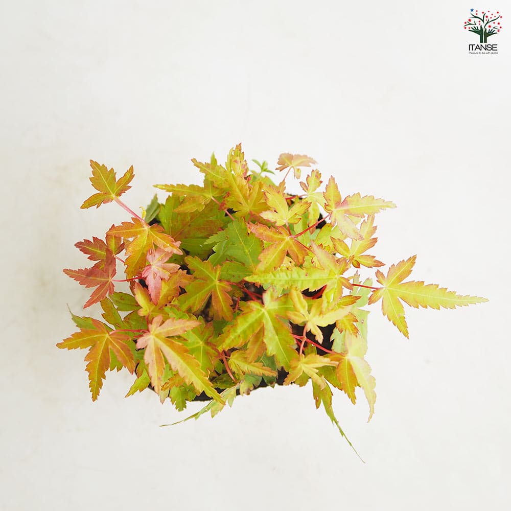 モミジ(カエデ)の苗木 珊瑚閣 【花木苗 2.5号】｜ 【植物の