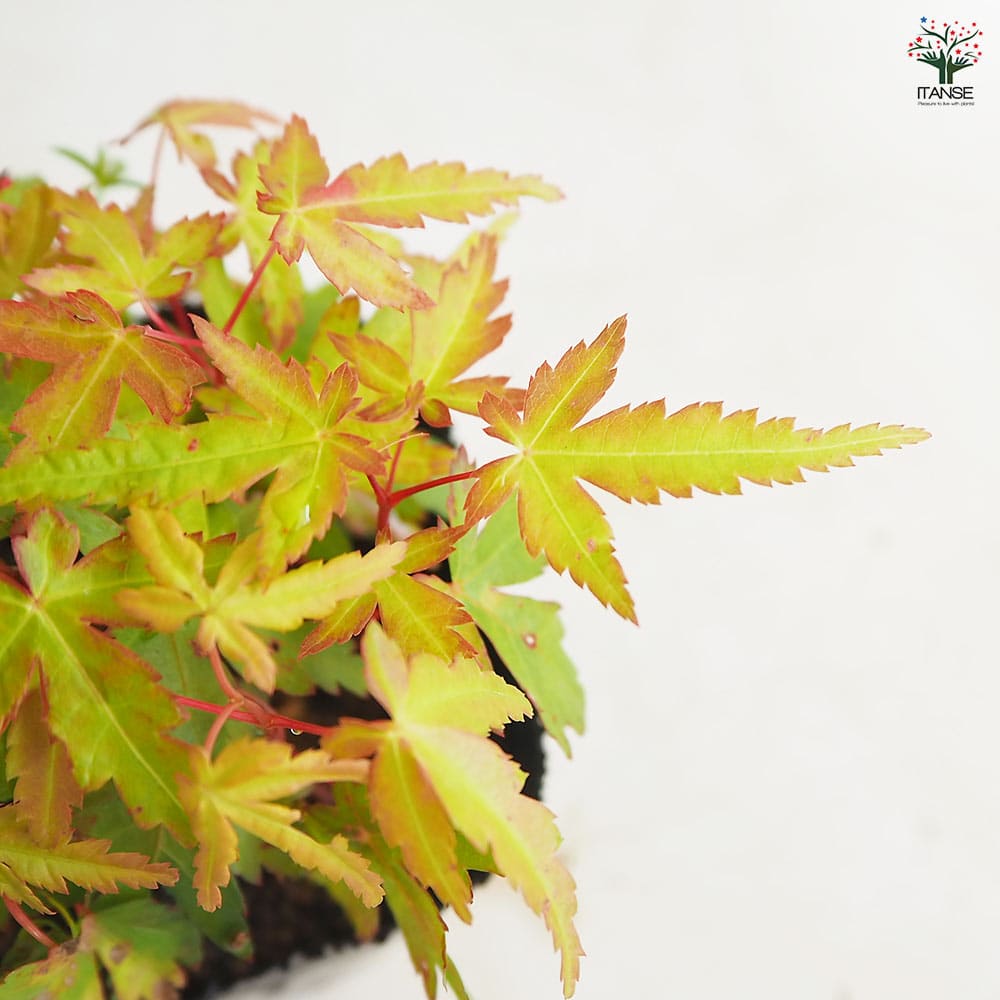 モミジ(カエデ)の苗木 珊瑚閣 【花木苗 2.5号】｜ 【植物の