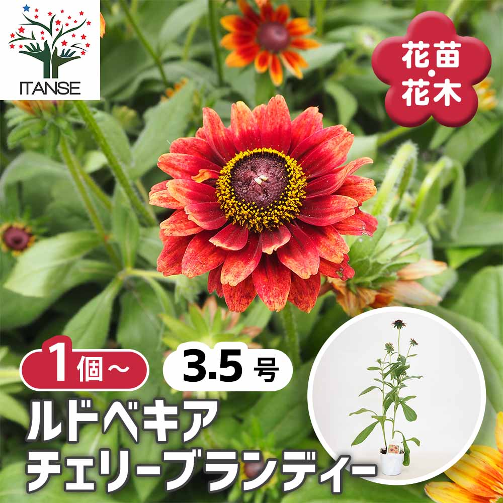 ルドベキア チェリーブランディー 【花苗 3.5号】｜ 【植物の