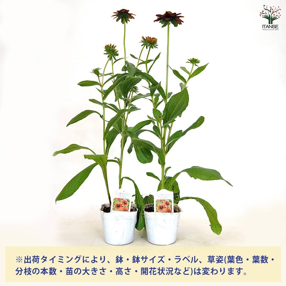 ルドベキア チェリーブランディー 【花苗 3.5号】