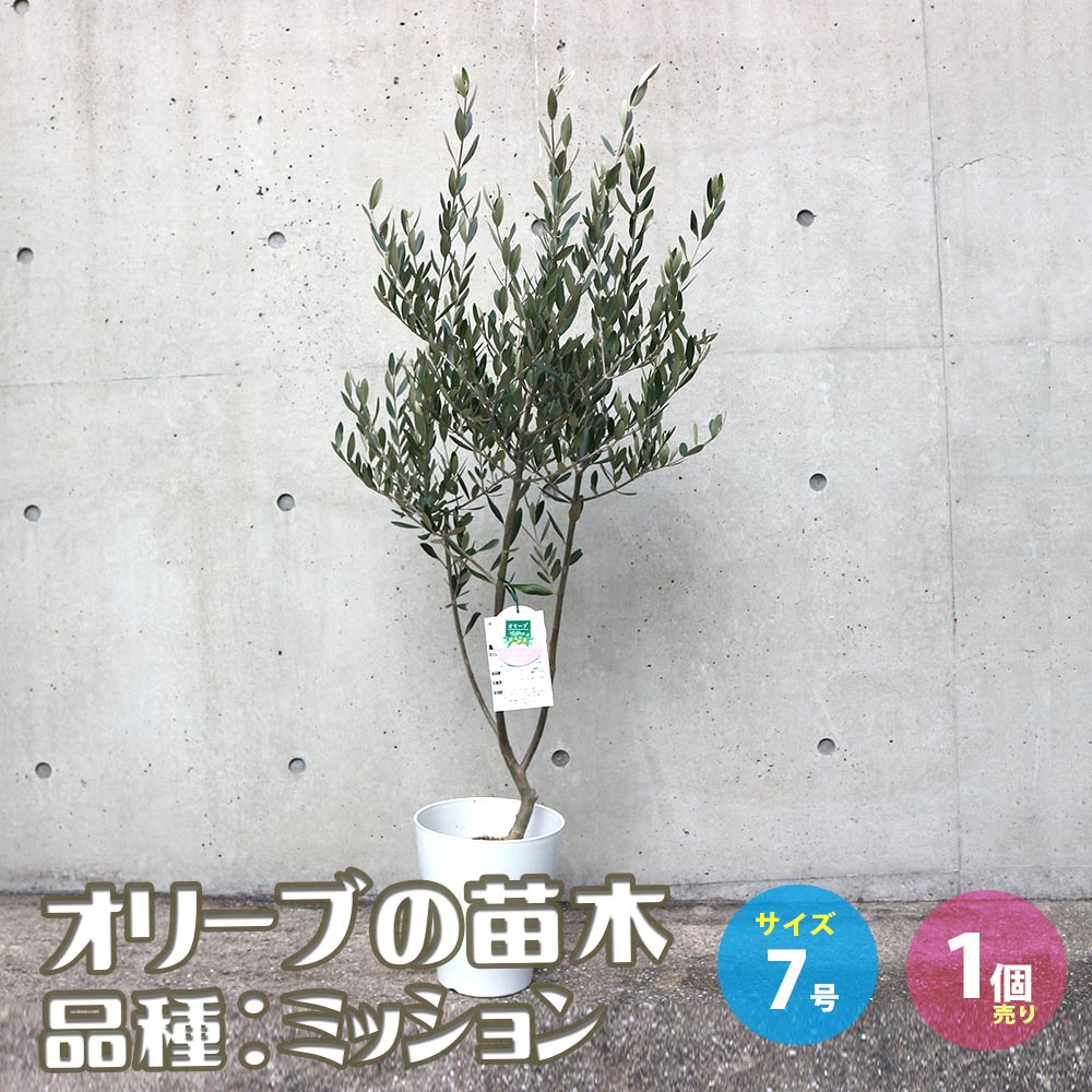 オリーブの苗木 品種：ミッション【果樹の苗木 7号テーパード鉢／1個売り】
