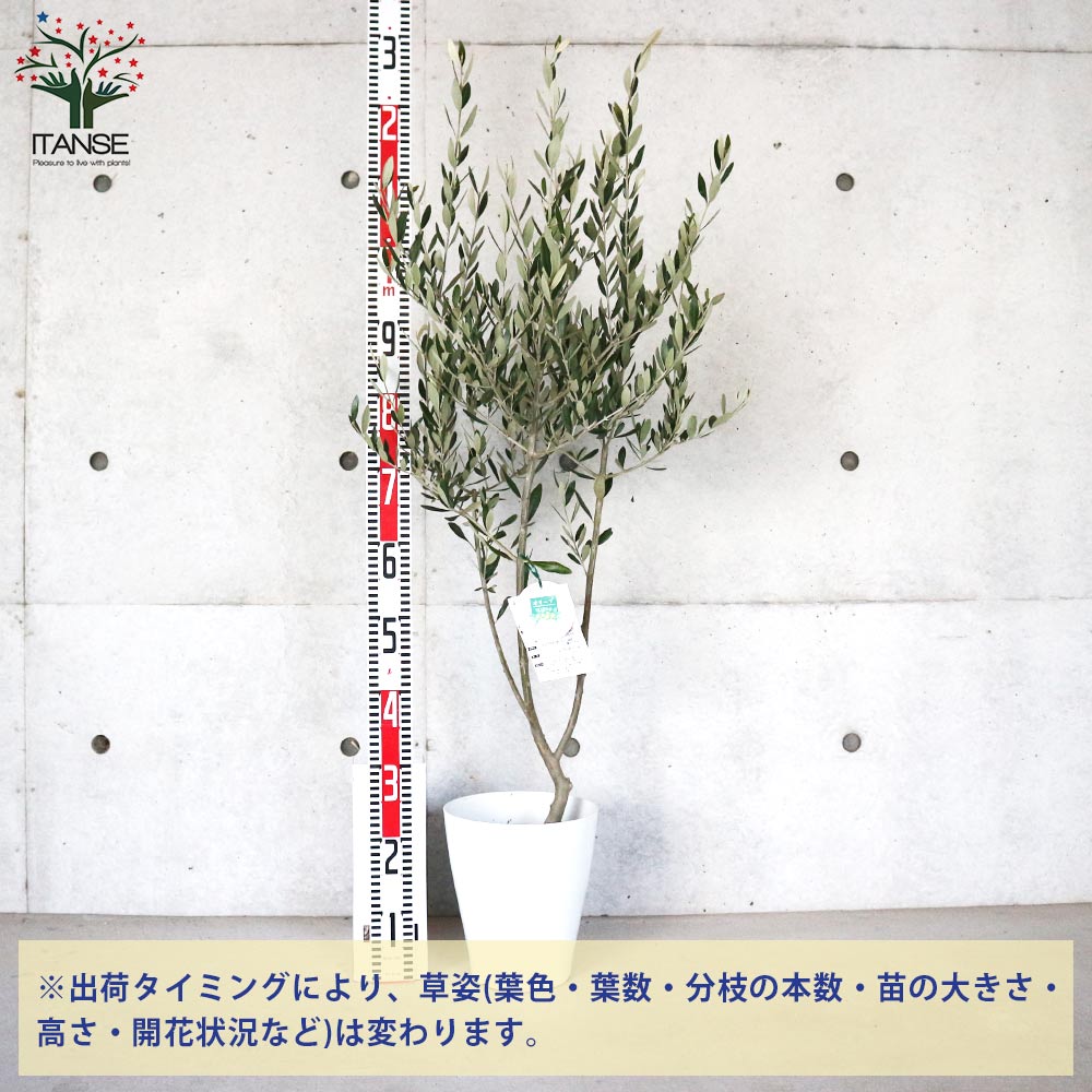 オリーブの苗木 品種：ミッション【果樹の苗木 7号テーパード鉢／1個売り】