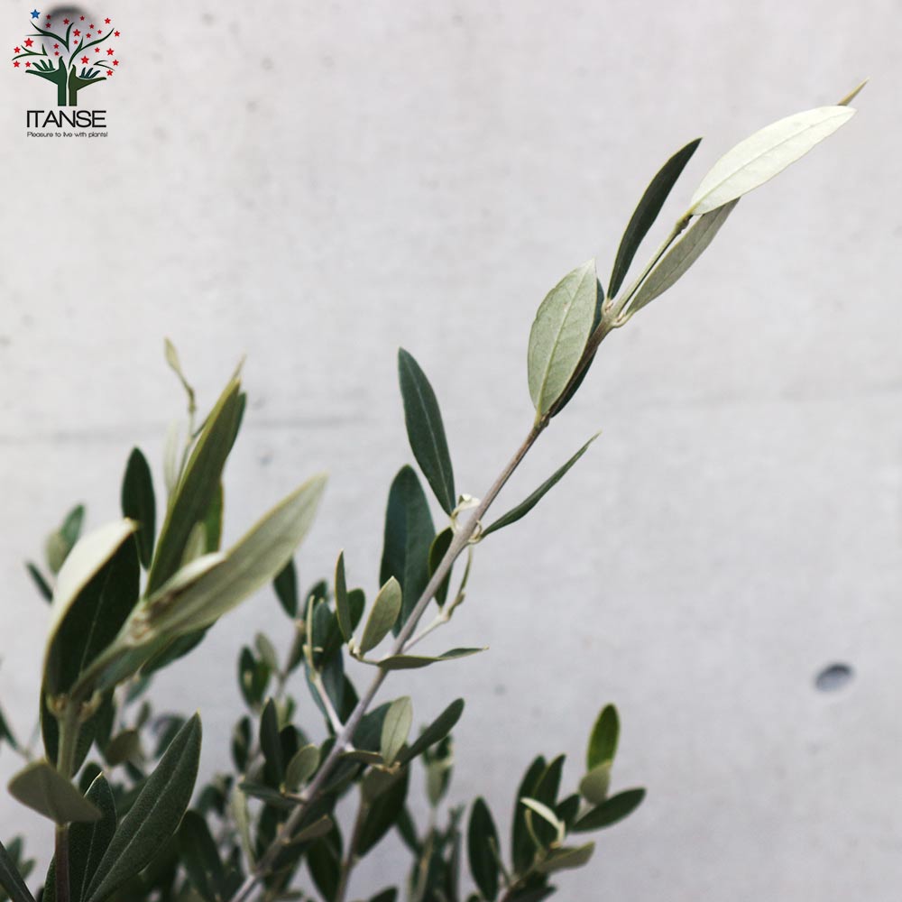 オリーブの苗木 品種：ミッション【果樹の苗木 7号テーパード鉢／1個