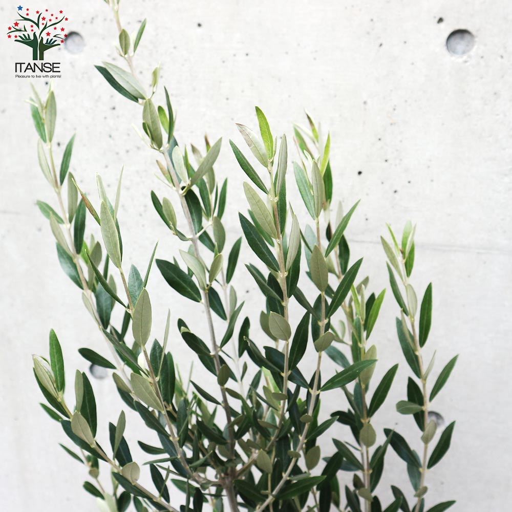 オリーブの苗木 品種：ミッション【果樹の苗木 7号テーパード鉢／1個売り】