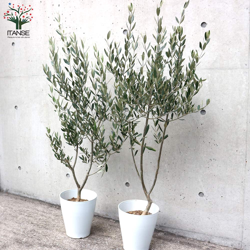 オリーブの苗木 品種：ミッション【果樹の苗木 7号テーパード鉢／1個売り】