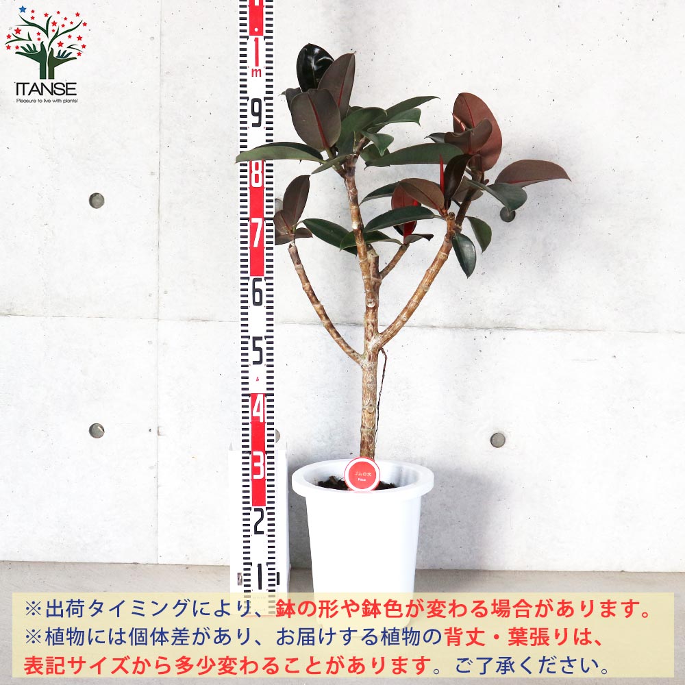 フィカス・バーガンディー【観葉植物 8号 ストレート仕立／1個売り