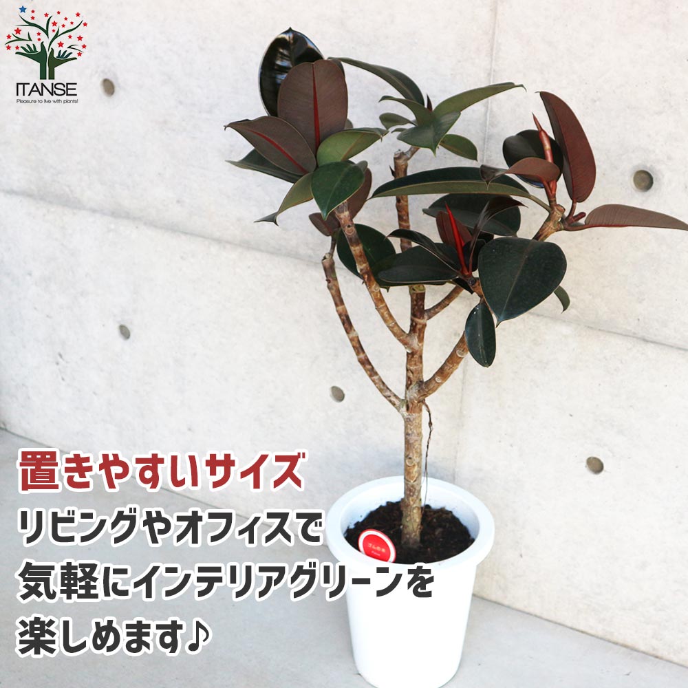フィカス・バーガンディー【観葉植物 8号 ストレート仕立／1個売り