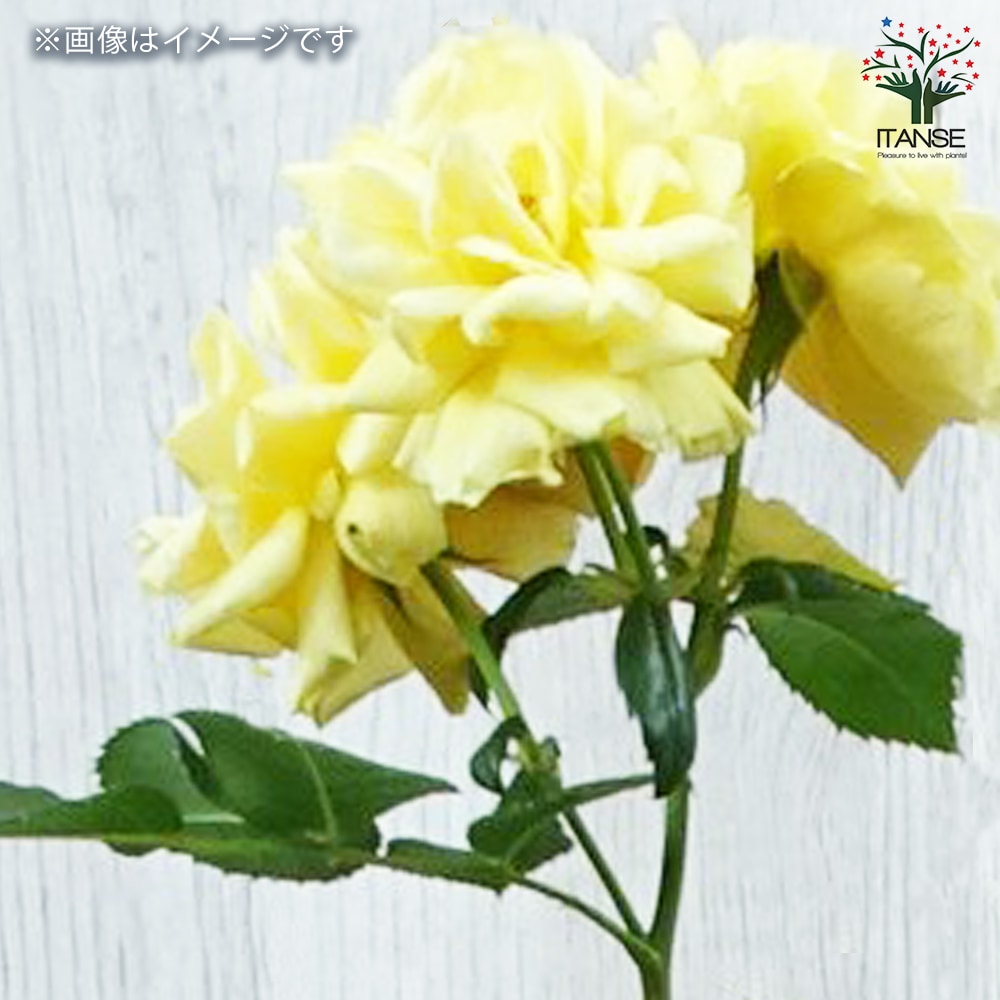 薔薇苗 スマイルハニーローズ くまのプーさん 接木【花苗 6号鉢