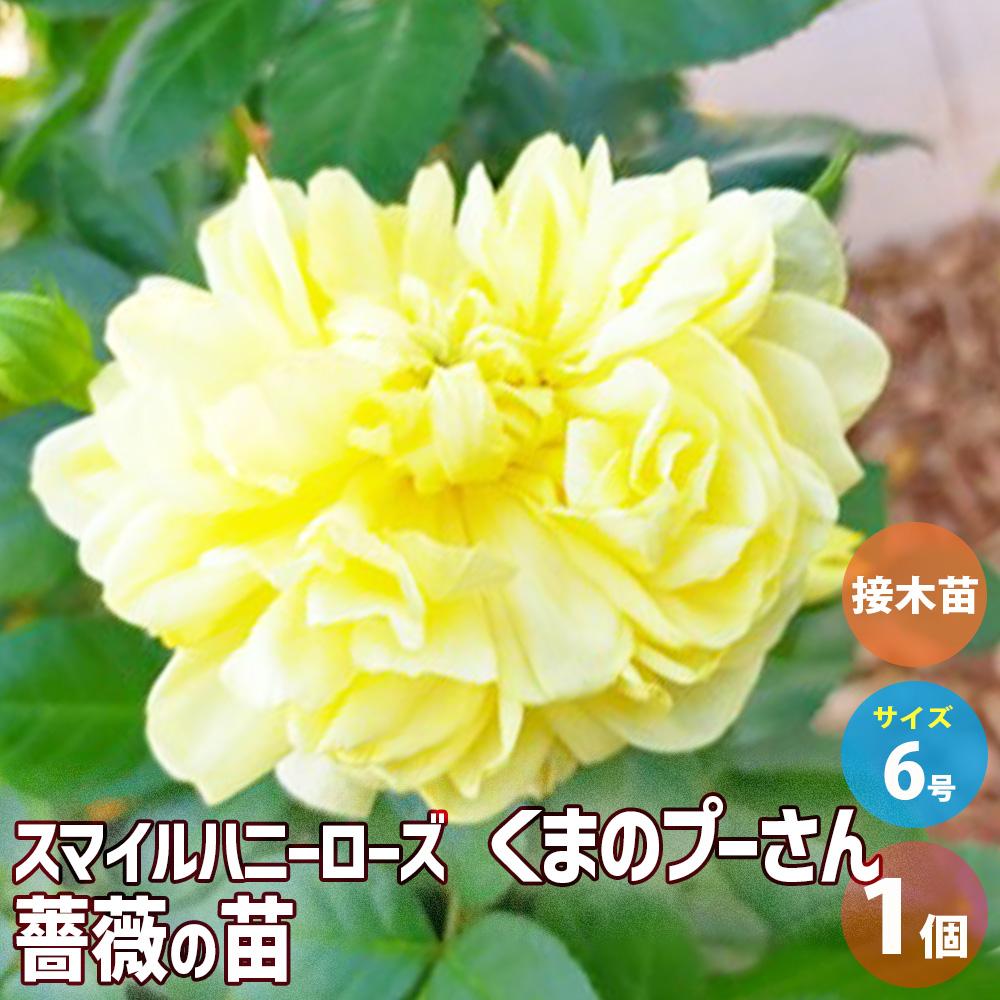 薔薇苗 スマイルハニーローズ くまのプーさん 接木【花苗 6号鉢
