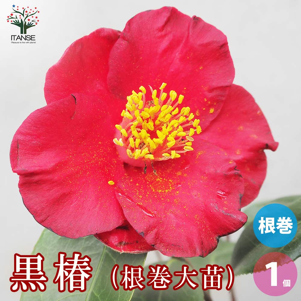 黒椿 根巻大苗【庭木／1個売り】｜ 【植物のITANSE】全品送料