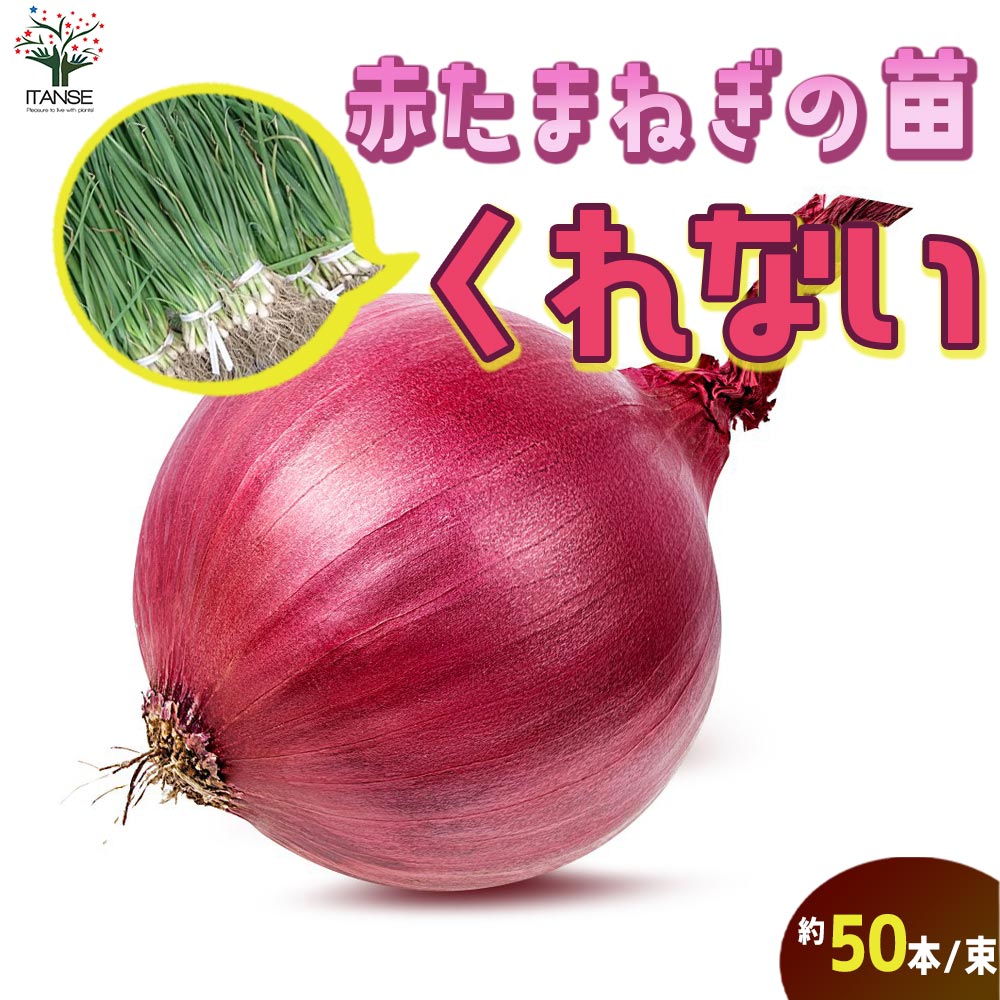 玉ねぎ抜き苗 品種：くれない赤タマネギ(中生)【野菜の苗 約50本／束】