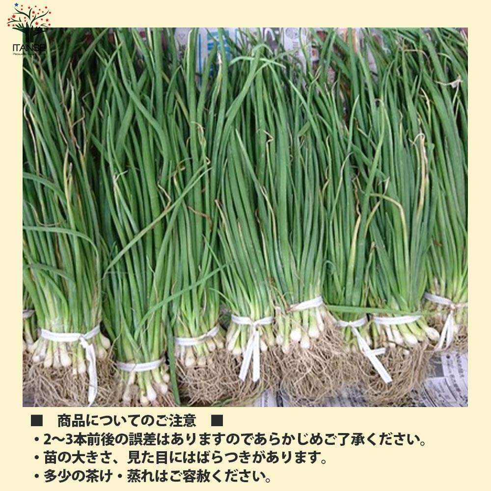 玉ねぎ抜き苗 品種：くれない赤タマネギ(中生)【野菜の苗 約50本／束】