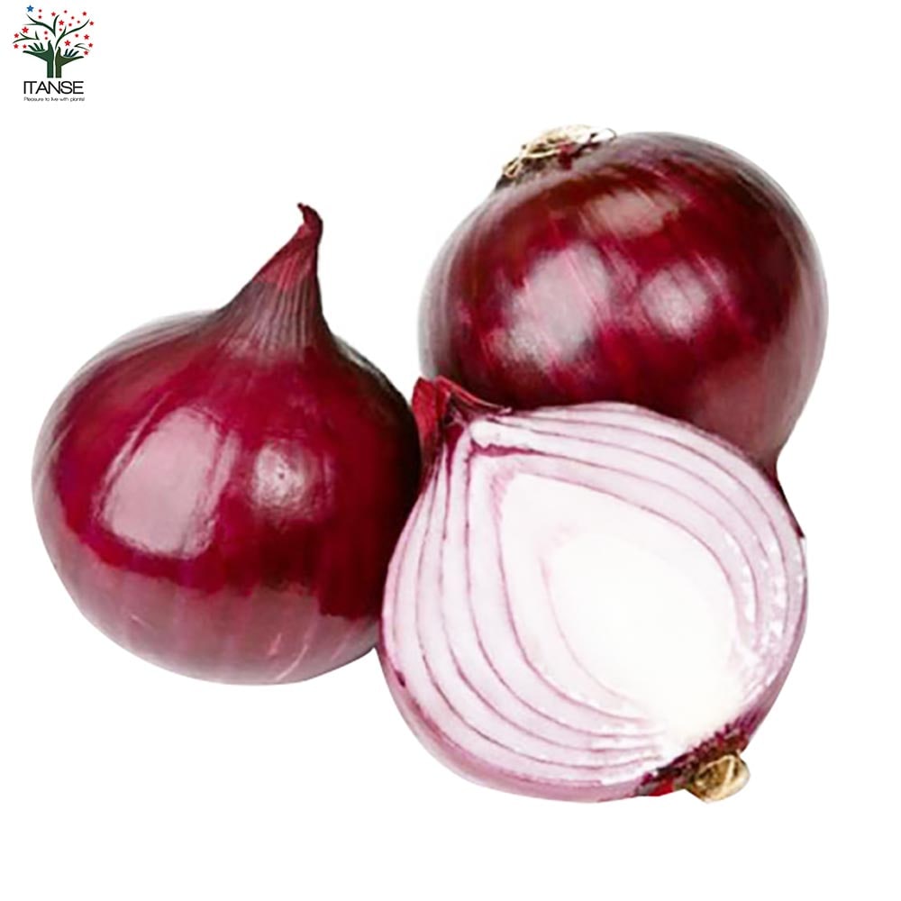 玉ねぎ抜き苗 品種：くれない赤タマネギ(中生)【野菜の苗 約50本／束