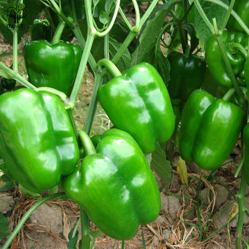 ピーマンの苗 王様ピーマン2個 すずなりピーマン2個 合計4個セットの苗