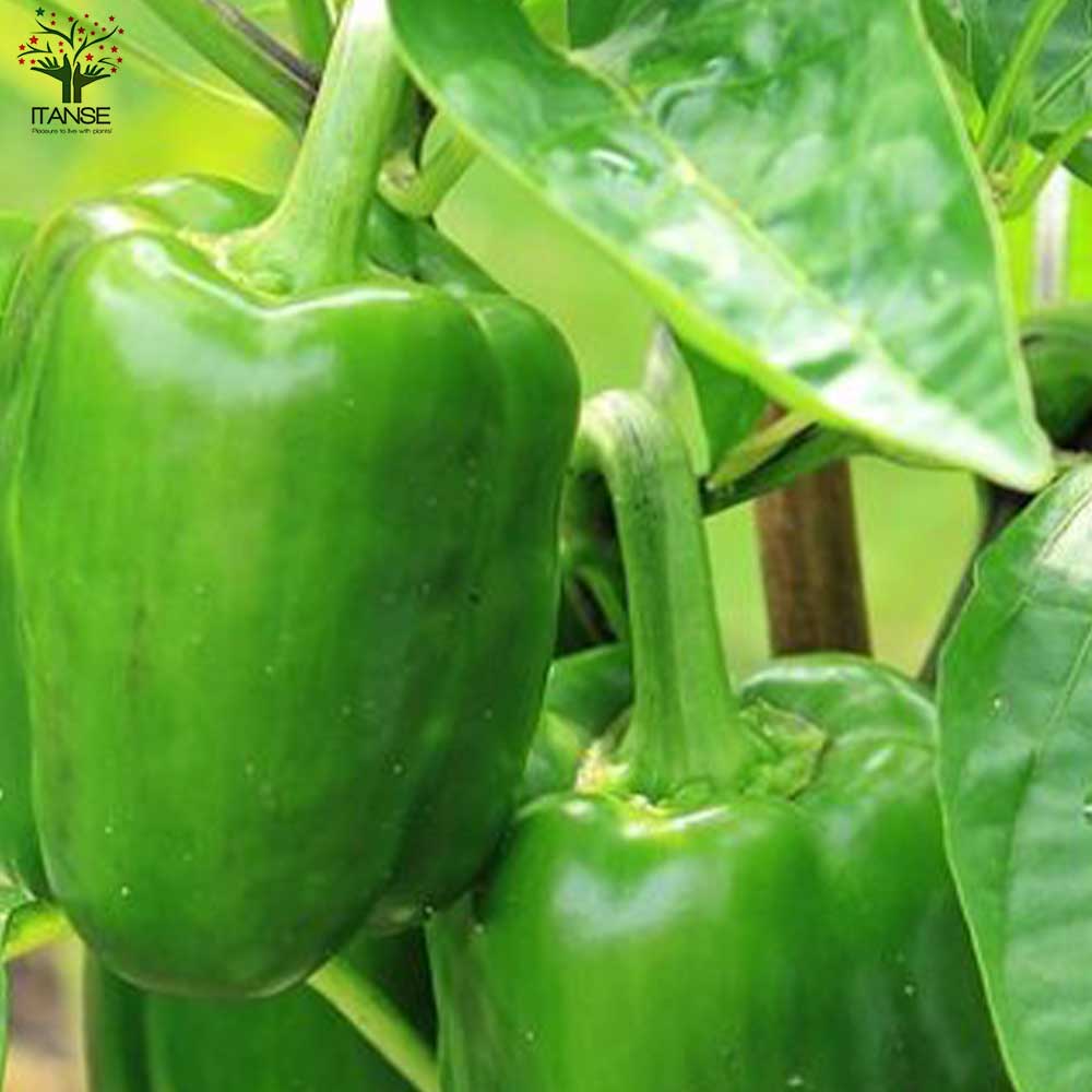 ピーマンの苗 王様ピーマン2個 すずなりピーマン2個 合計4個セットの苗【野菜の苗 10.5cmポット 自根苗／4個セット】