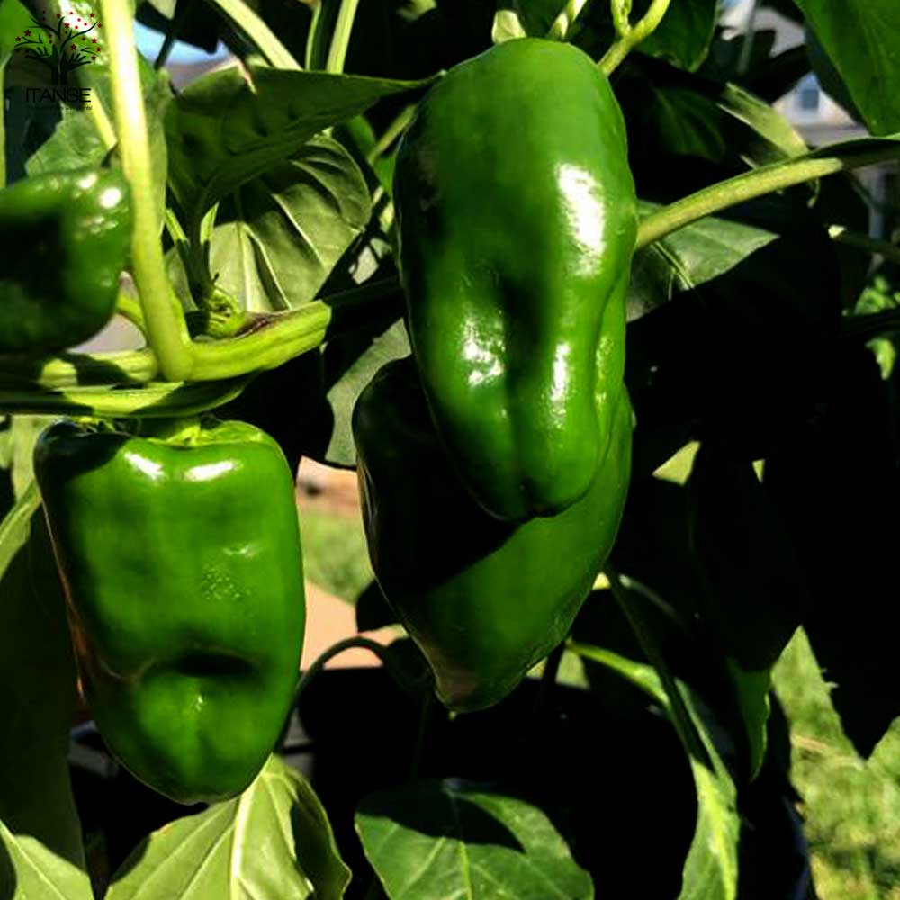 ピーマンの苗 王様ピーマン2個 すずなりピーマン2個 合計4個セットの苗【野菜の苗 10.5cmポット 自根苗／4個セット】