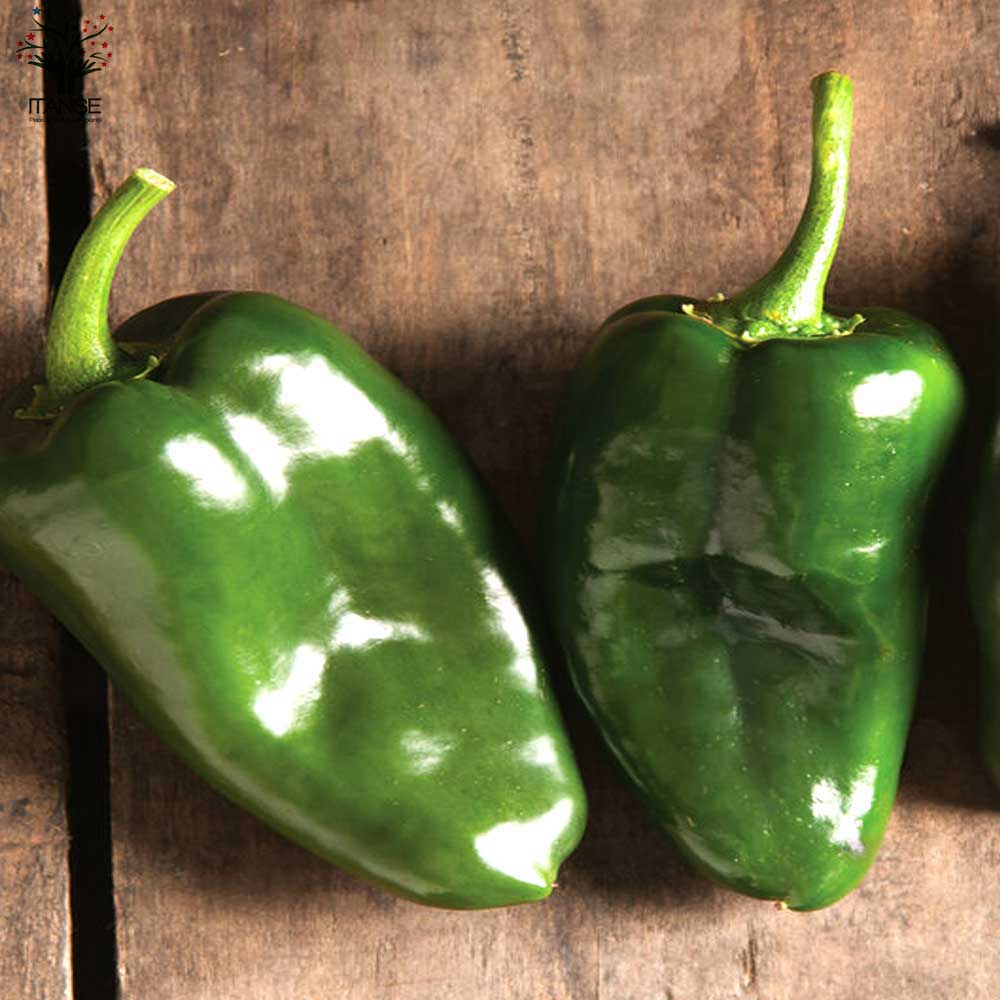 ピーマンの苗 王様ピーマン2個 すずなりピーマン2個 合計4個セットの苗【野菜の苗 10.5cmポット 自根苗／4個セット】