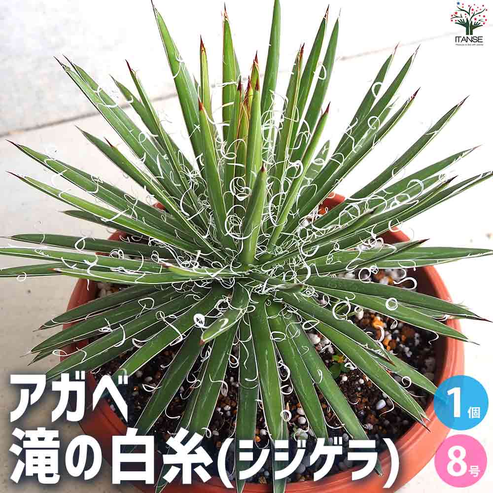 アガベ 滝の白糸 【多肉植物 8号鉢／1個売り】