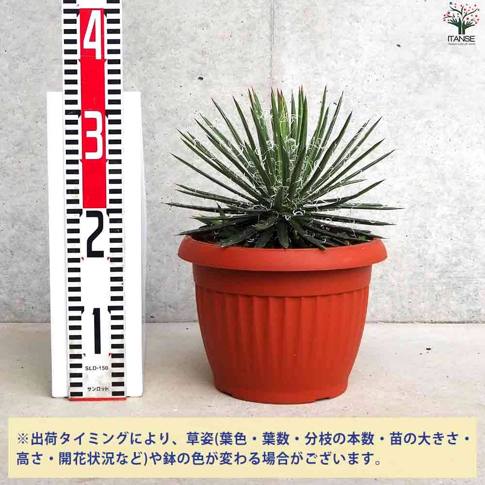 アガベ 滝の白糸 【多肉植物 8号鉢／1個売り】