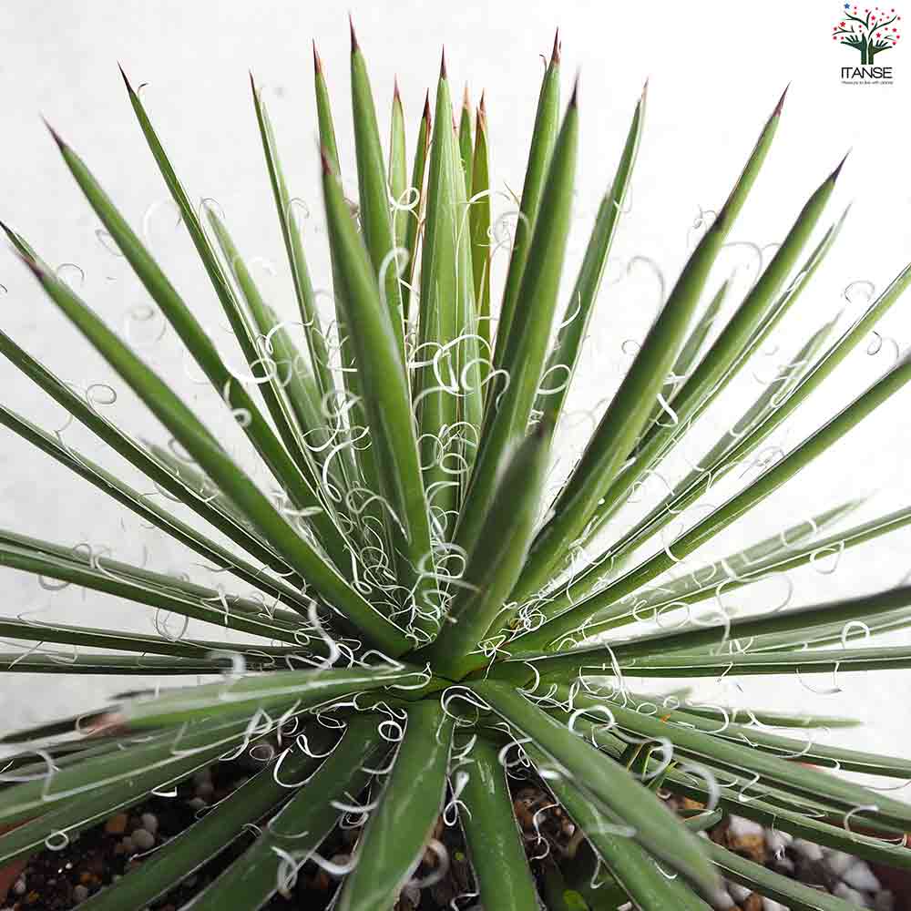 アガベ 滝の白糸 【多肉植物 8号鉢／1個売り】