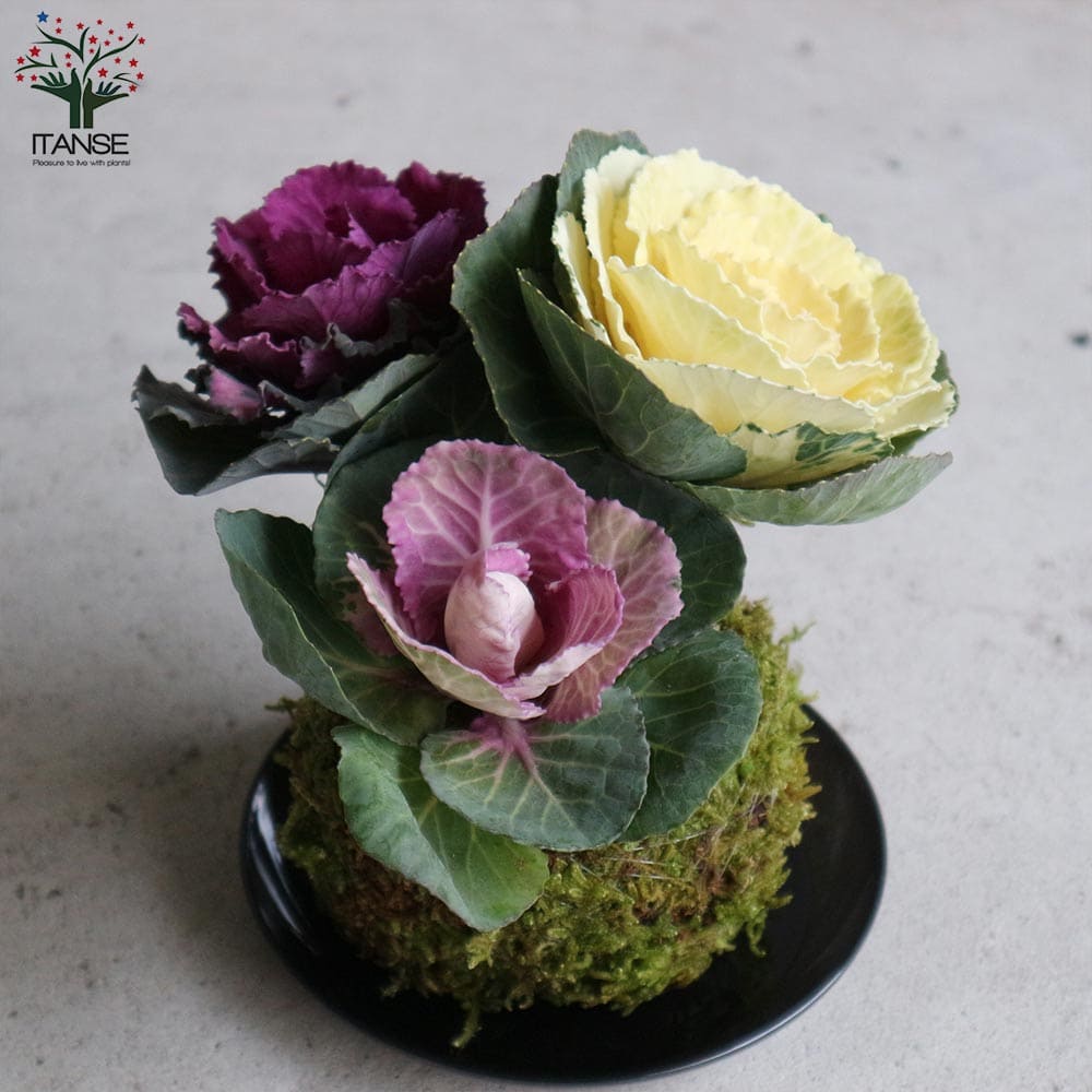 苔玉 紅白葉ボタン (受け皿付)【花苗】｜ 【植物のITANSE】全品