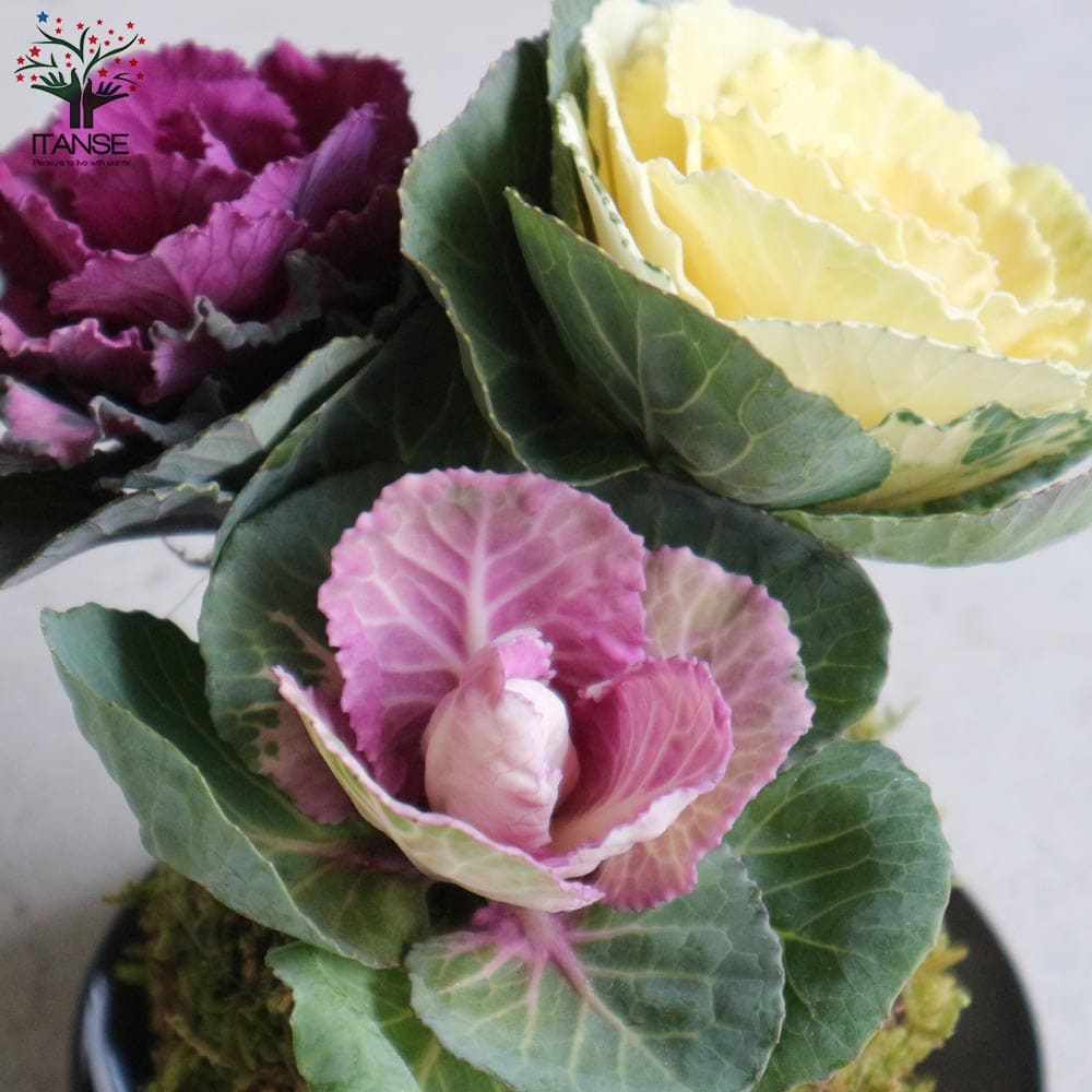 苔玉 紅白葉ボタン (受け皿付)【花苗】｜ 【植物のITANSE】全品