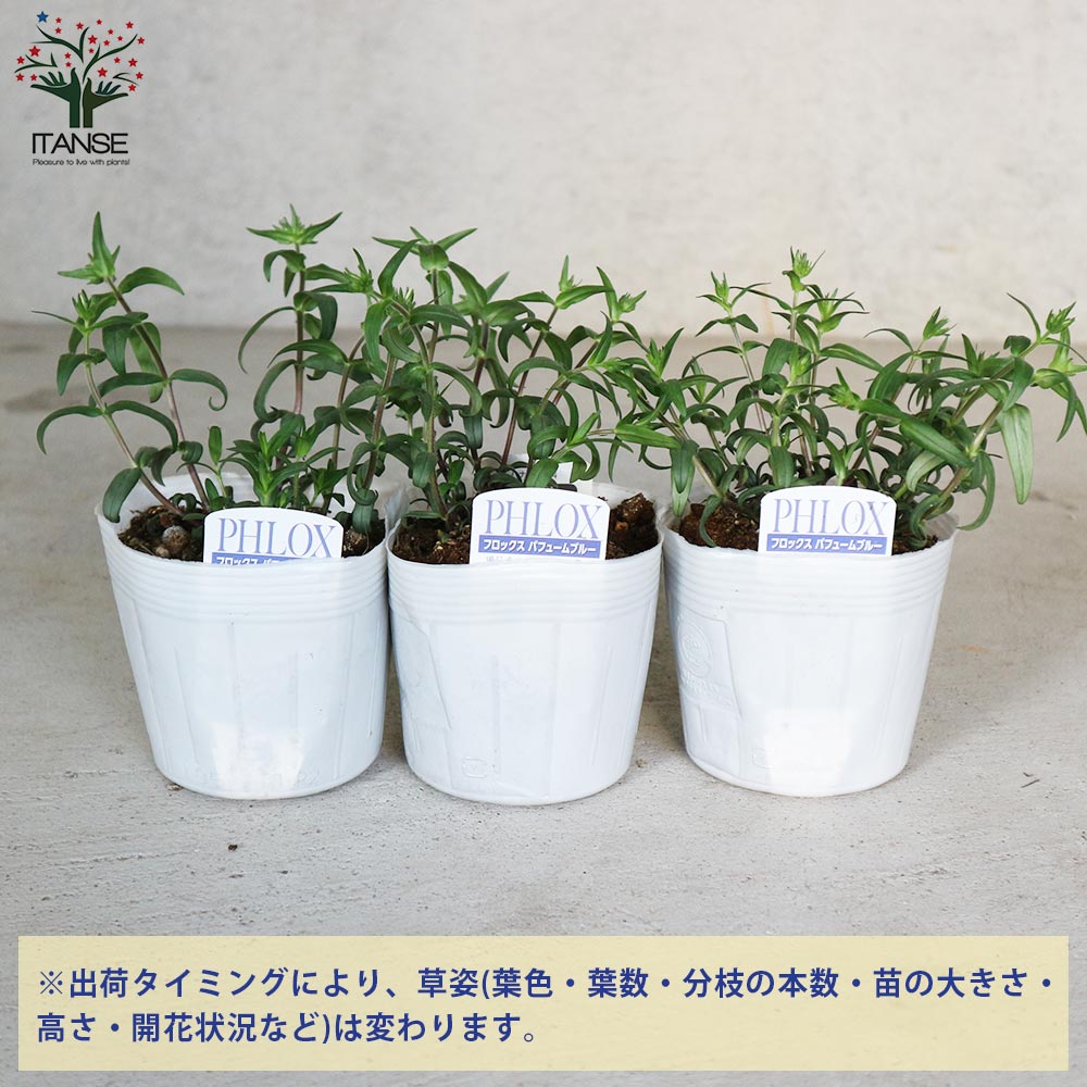 フロックス パフュームブルー【花苗 3.5号ポット苗】｜ 【植物の