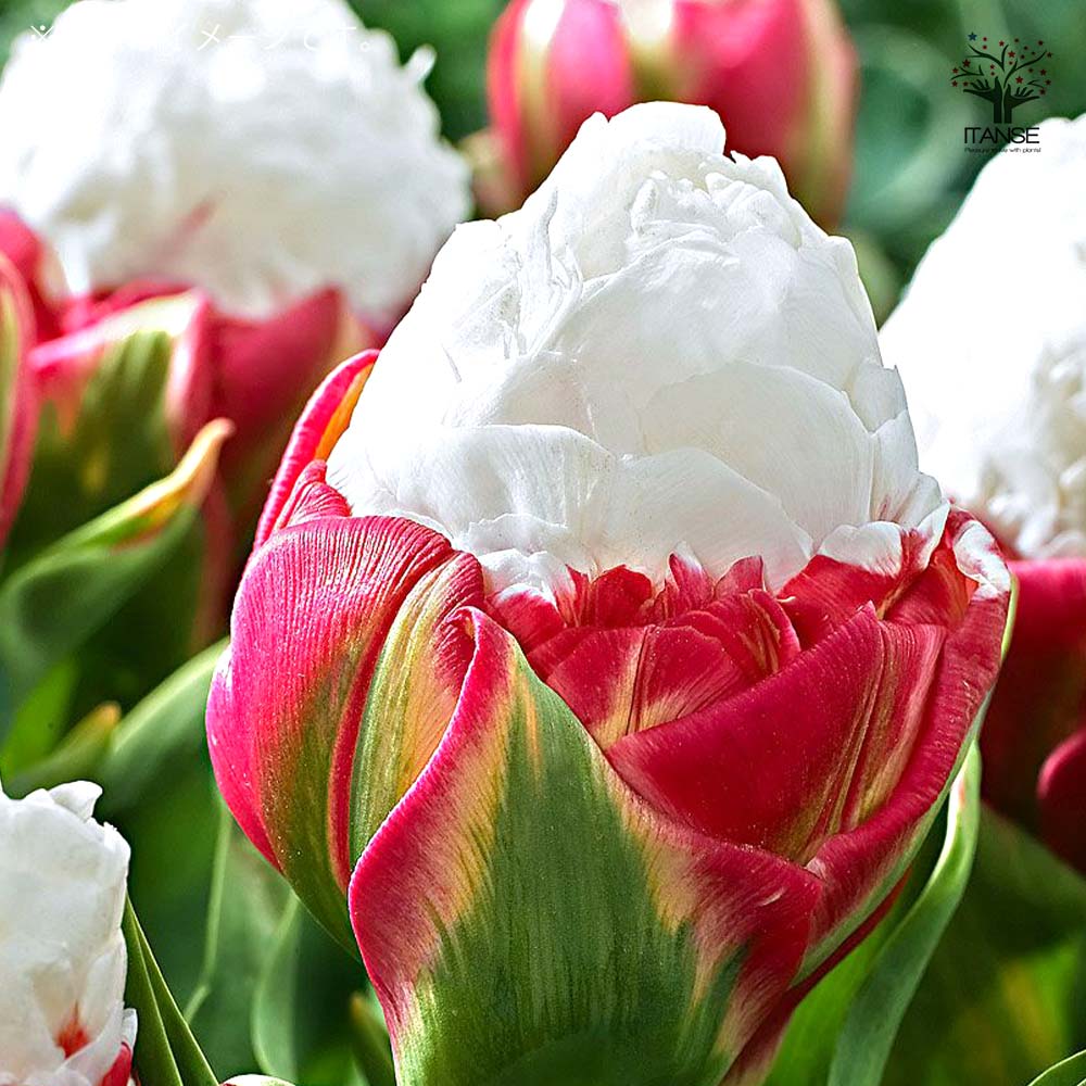 アイスクリーム／球根芽出し苗【花苗 3号ポット】｜ 【植物の