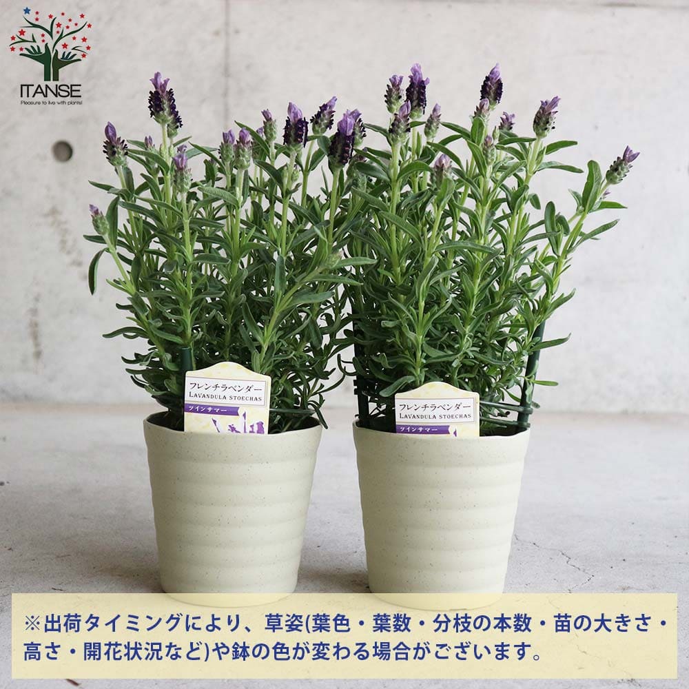 フレンチラベンダー ツインサマー【ハーブの苗4号鉢】｜ 【植物の