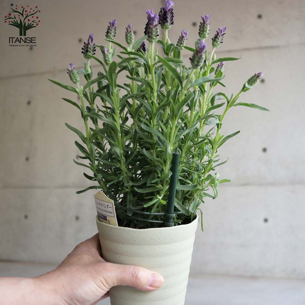 フレンチラベンダー ツインサマー【ハーブの苗4号鉢】｜ 【植物の