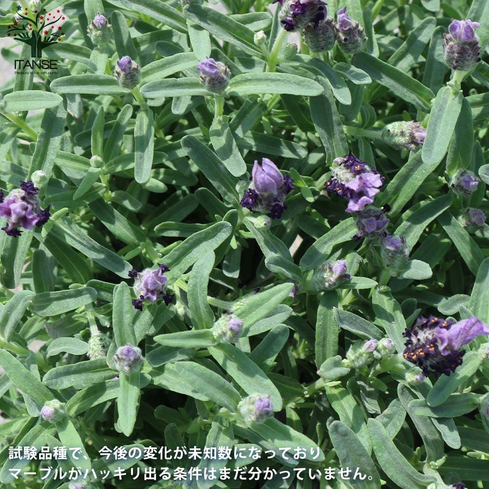 フレンチラベンダー ツインサマー【ハーブの苗4号鉢】｜ 【植物の