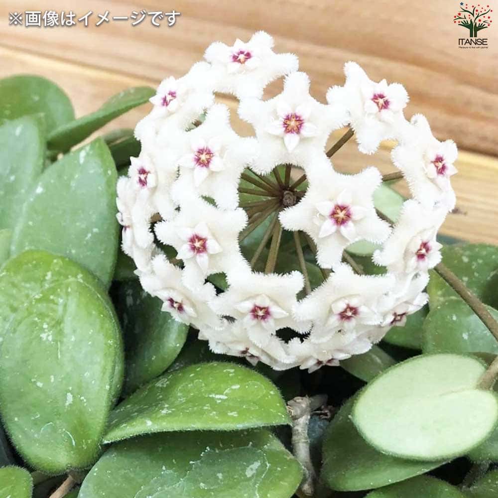 7 ホヤ マチルダ 中斑入り 桜蘭 レア品種 7 ホヤ マチルダ 中斑入り