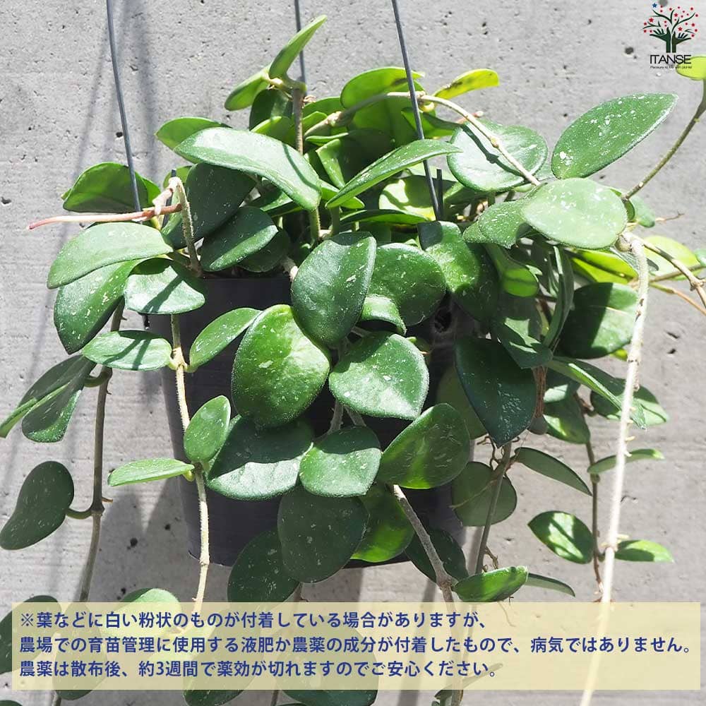 専用購入　　ホヤ　マダラ ホヤ (桜ラン) マチルダ【観葉植物 吊鉢4号鉢】｜ 【植物の