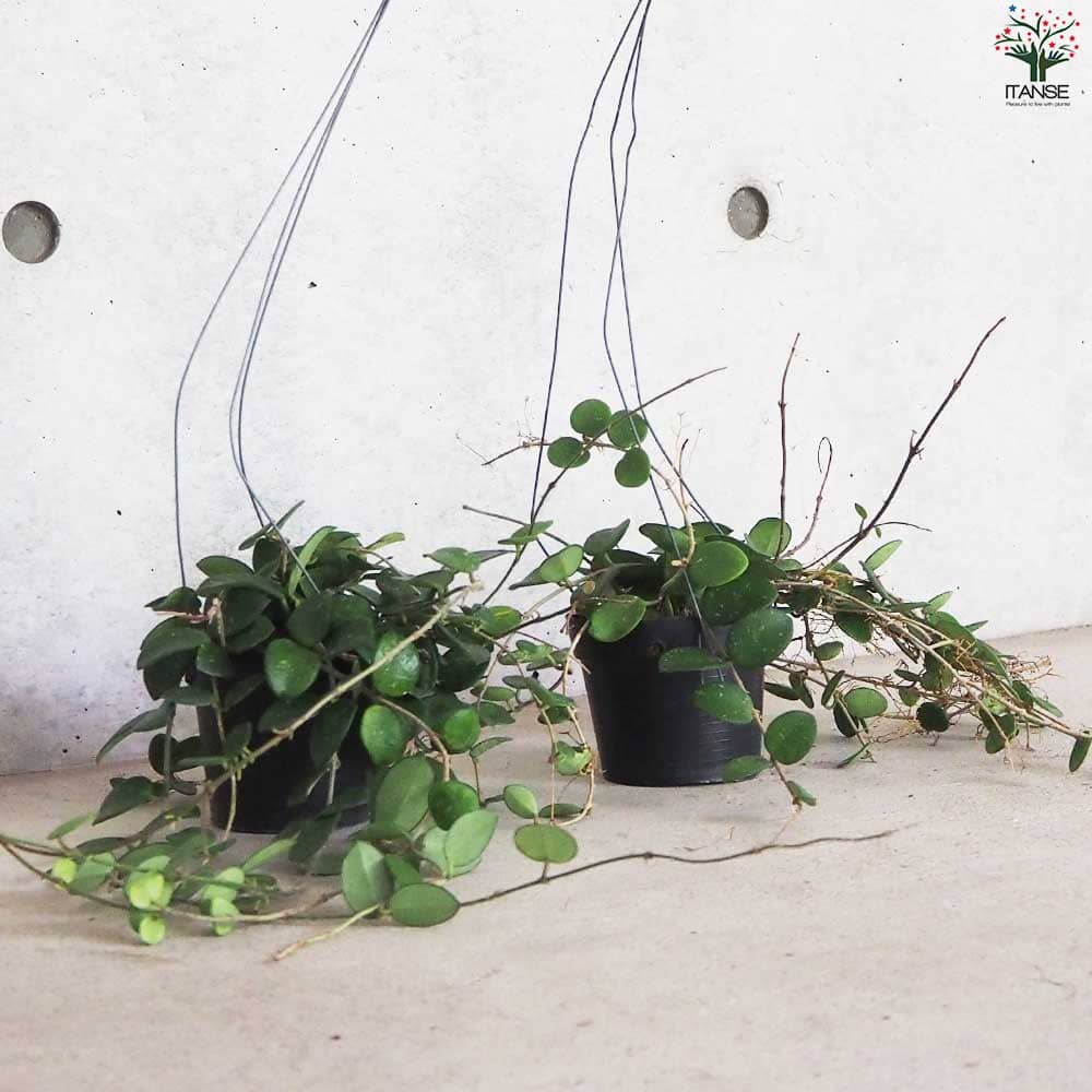 7 ホヤ マチルダ 中斑入り 桜蘭 レア品種 サンプル】ホヤ マチルダ