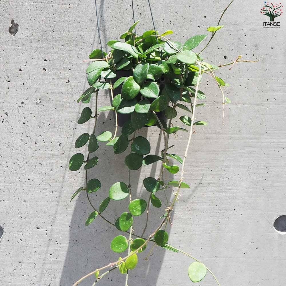 ホヤ (桜ラン) マチルダ【観葉植物 吊鉢4号鉢】｜ 【植物の