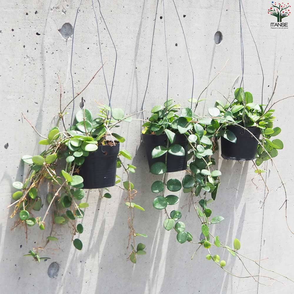 ホヤ　マチルダ　植え木鉢ごと ホヤ マチルダ 植え木鉢ごと （ホヤの成長が悪くて悩んでいます