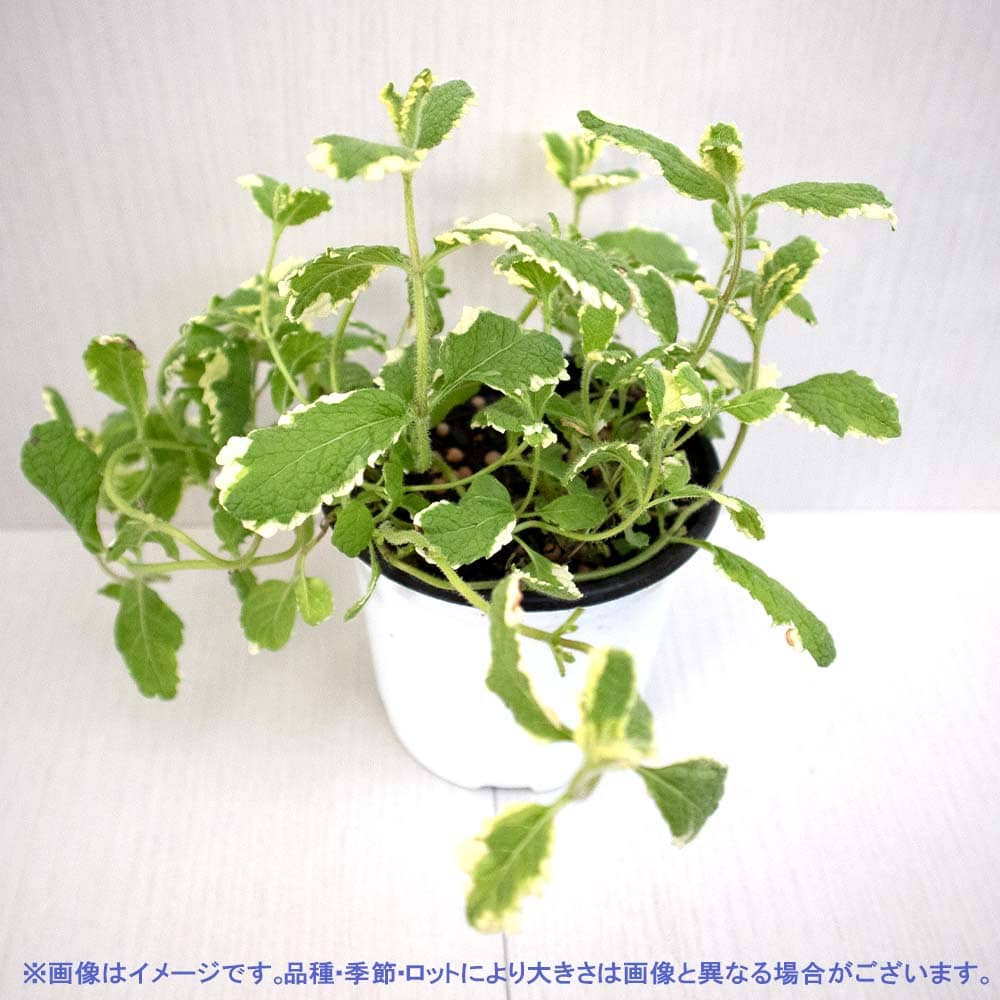 パイナップルミント 10.5cm2個～【おうちで簡単！育てやすい10.5cm