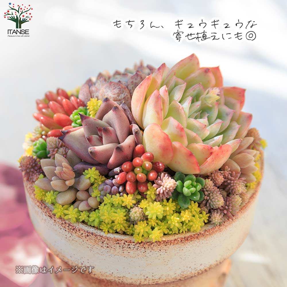 セダム 品種見計い【多肉植物 3号ポット】｜ 【植物のITANSE