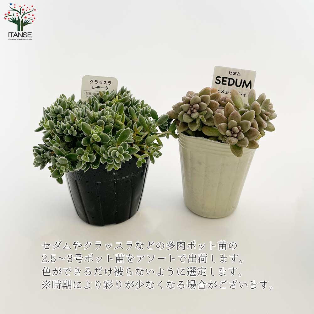 セダム 品種見計い【多肉植物 3号ポット】｜ 【植物のITANSE