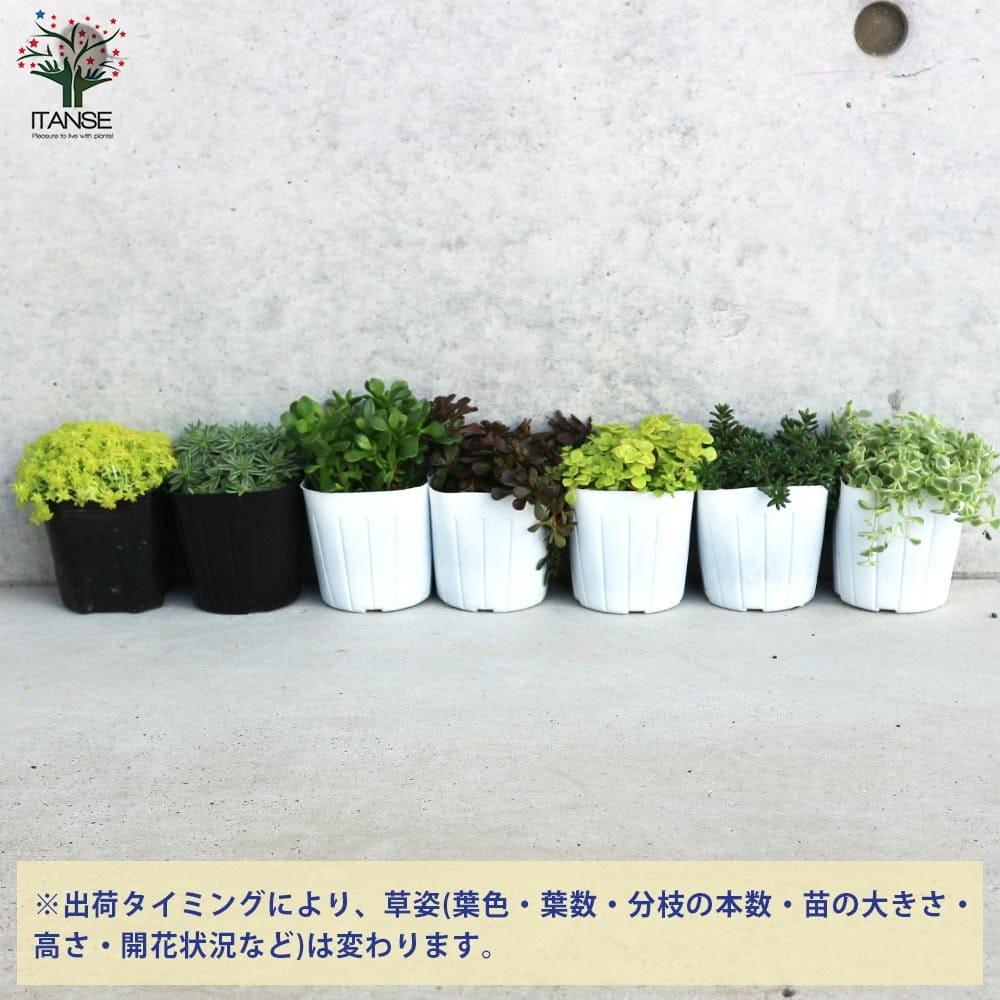 セダム 品種見計い【多肉植物 3号ポット】｜ 【植物のITANSE