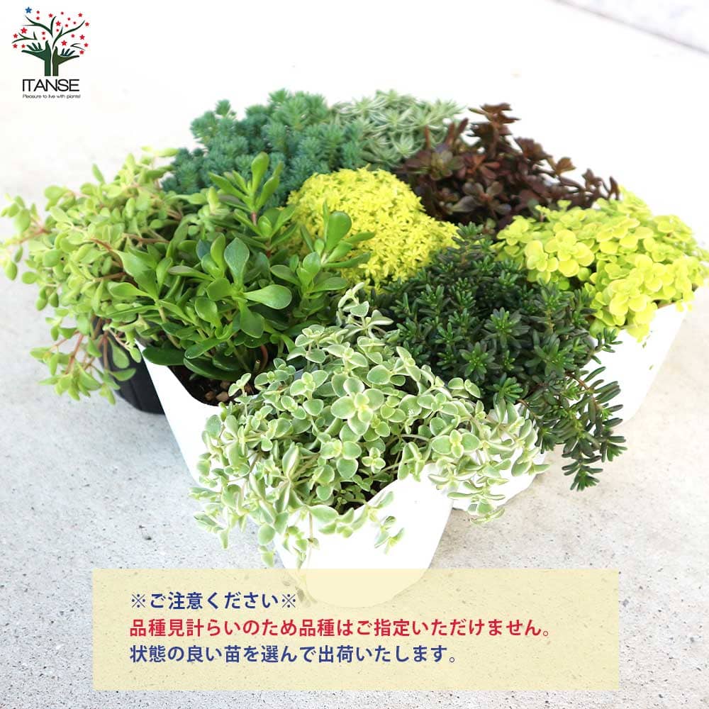多肉植物 セダム ヒスパニカムプルプレア 20カット ヒスパニカム