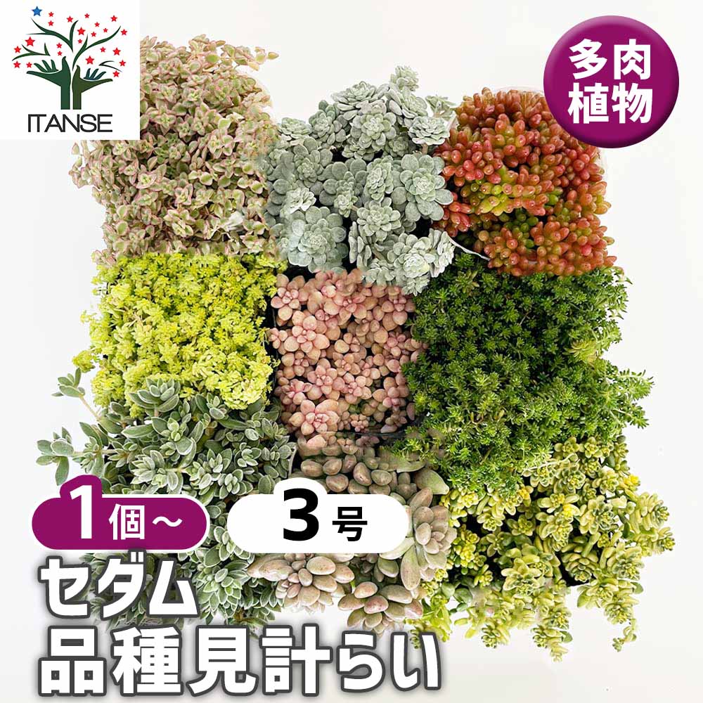 セダム 品種見計い【多肉植物 3号ポット】｜ 【植物のITANSE