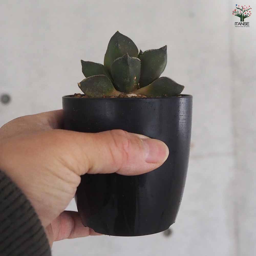 ハオルチア(青) 京の恋 【多肉植物 2.5号ポット／1個売り】｜ 【植物の